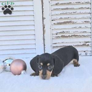 Rocket, Dachshund Puppy